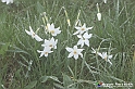 VBS_1150 - Fioritura narcisi a Castelnuovo Nigra 2023